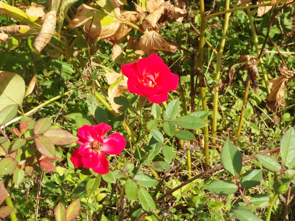 f:id:gotoshikari:20211001154109j:plain
