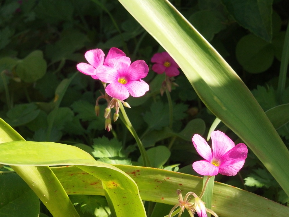f:id:gotoshikari:20211002163840j:plain