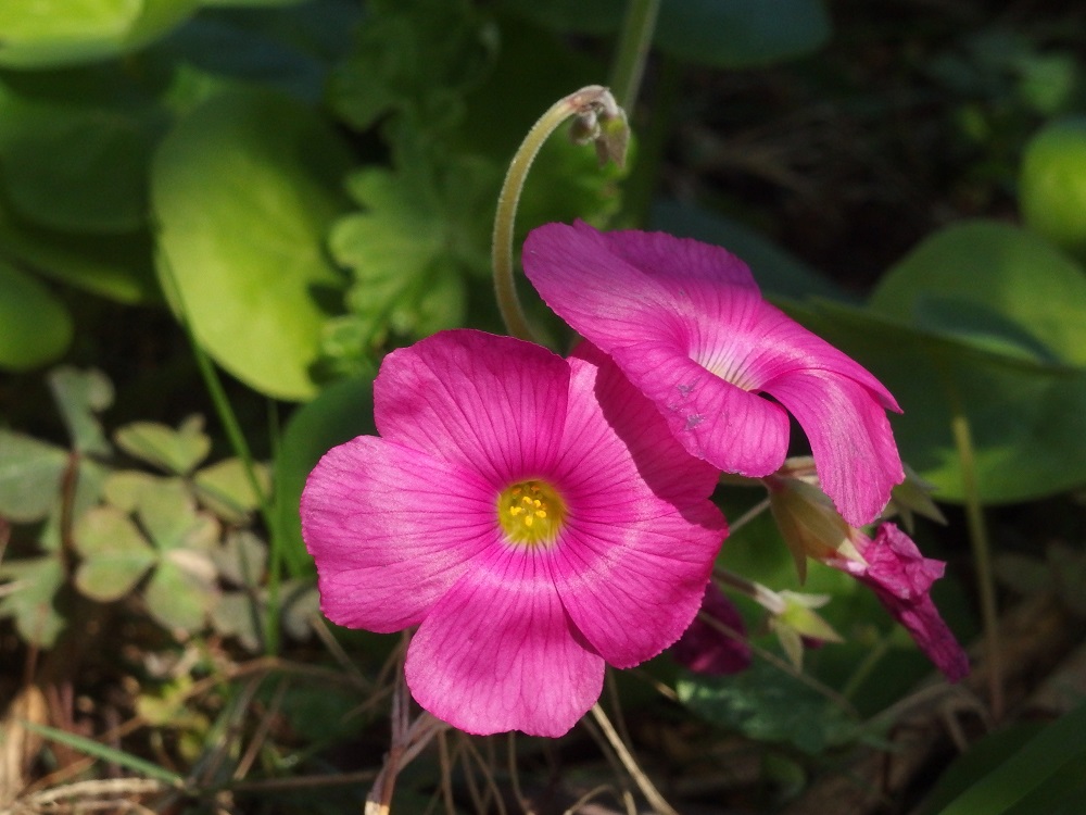 f:id:gotoshikari:20211002163901j:plain