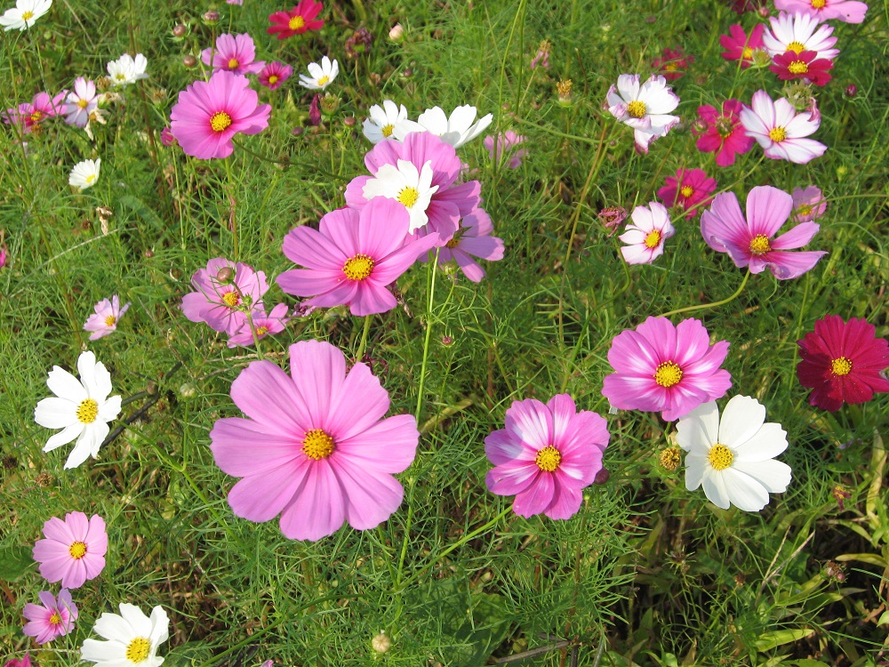 f:id:gotoshikari:20211007091140j:plain
