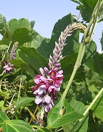 f:id:gotoshikari:20211030085523j:plain