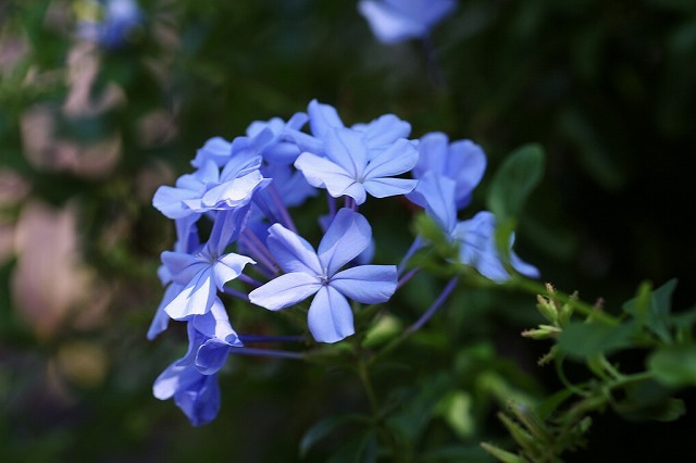 f:id:gotoshikari:20211103075906j:plain