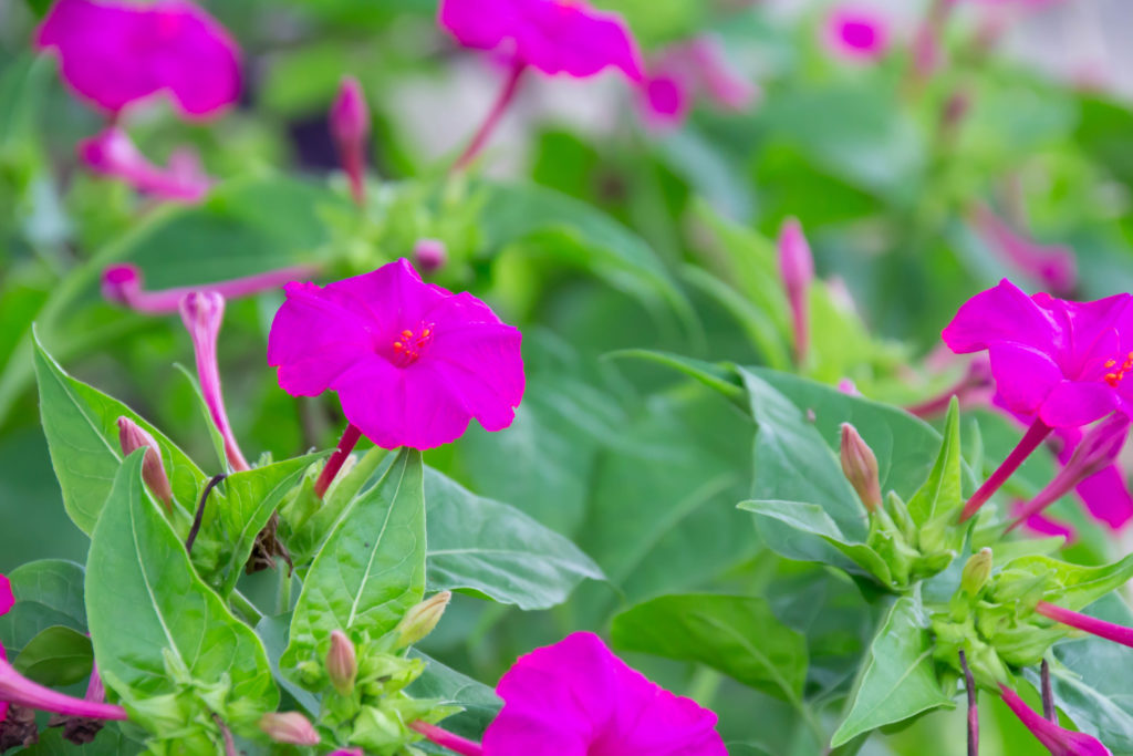 f:id:gotoshikari:20211104084728j:plain