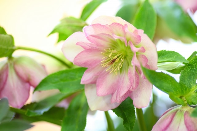 f:id:gotoshikari:20211110073423j:plain