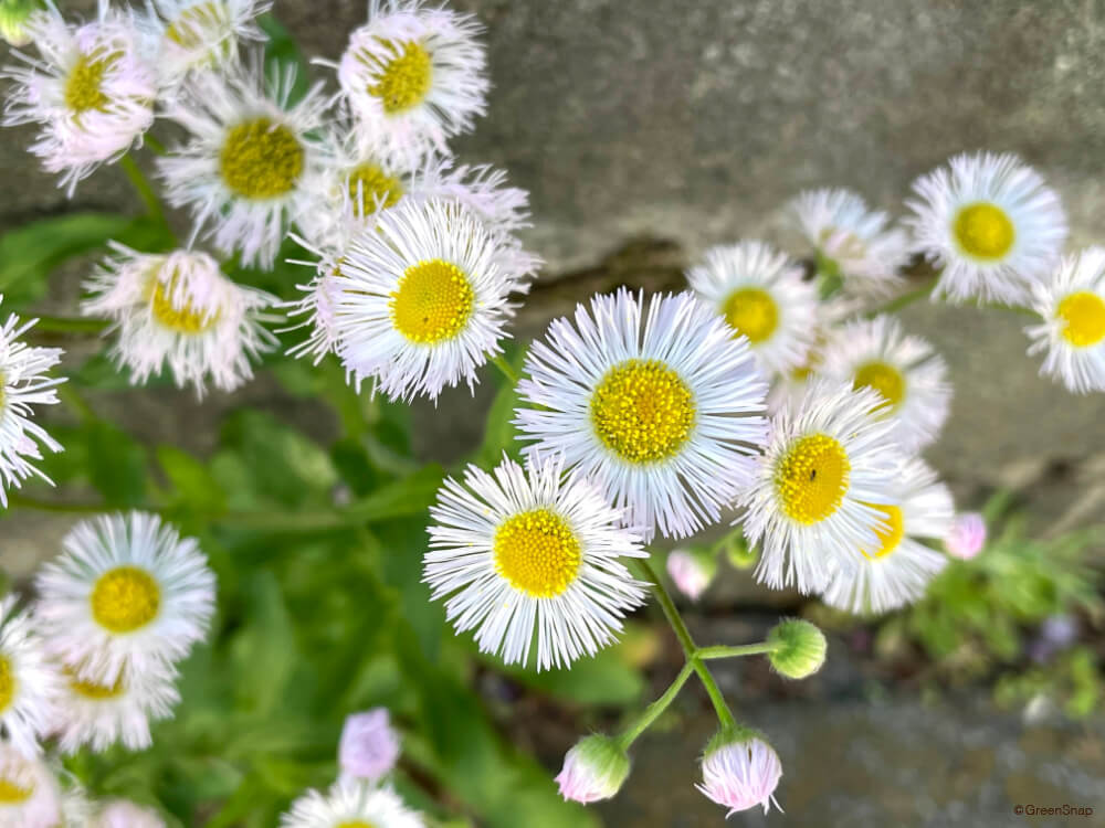 f:id:gotoshikari:20211118074121j:plain