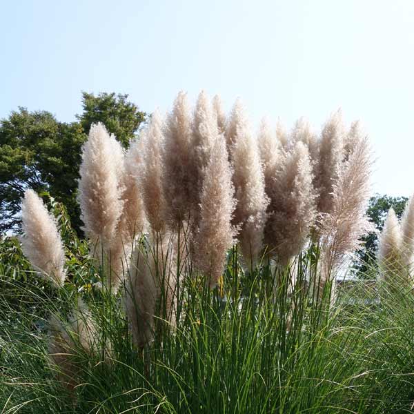 f:id:gotoshikari:20211125075101j:plain