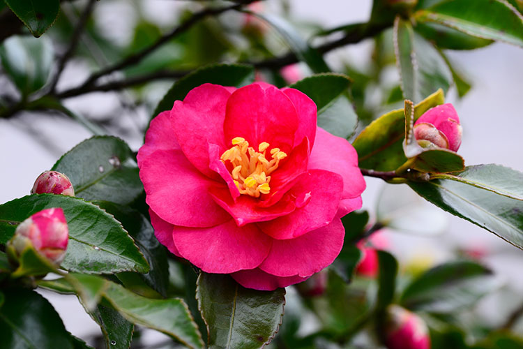 f:id:gotoshikari:20211204072358j:plain