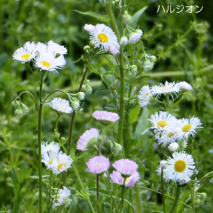 f:id:gotoshikari:20211212072256j:plain