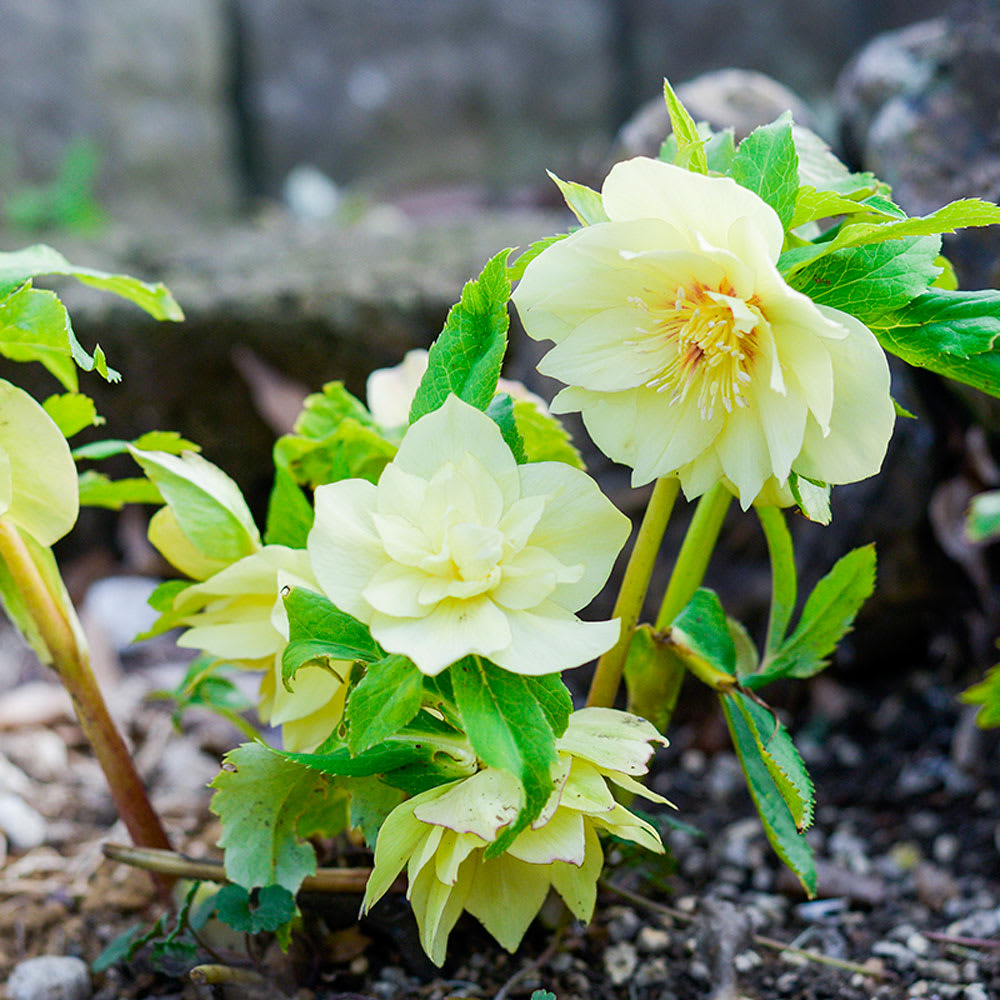f:id:gotoshikari:20211213082414j:plain