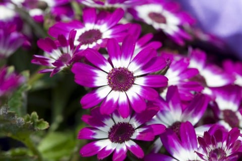 f:id:gotoshikari:20211214074117j:plain