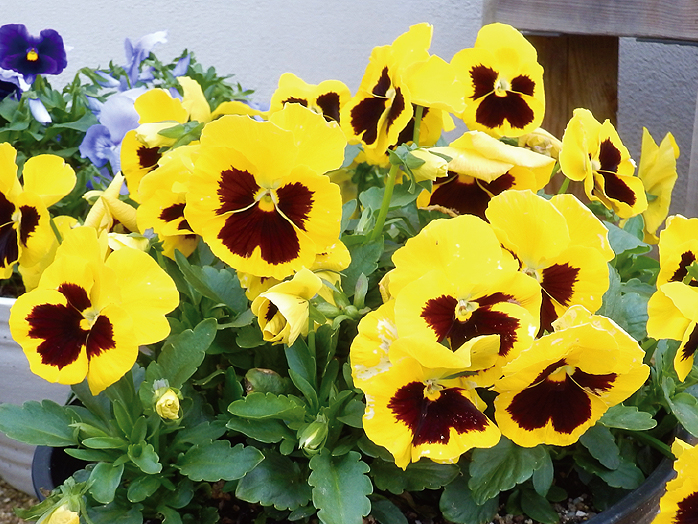 f:id:gotoshikari:20211226204718j:plain