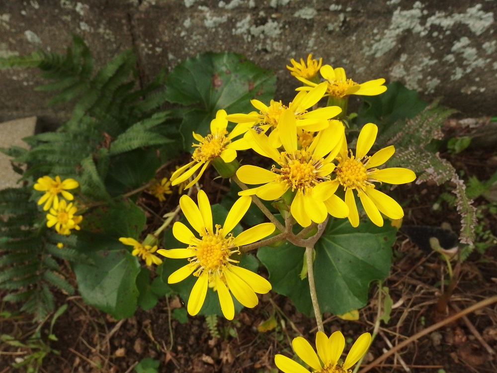 f:id:gotoshikari:20211227225636j:plain