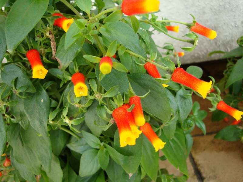 f:id:gotoshikari:20211229101610j:plain