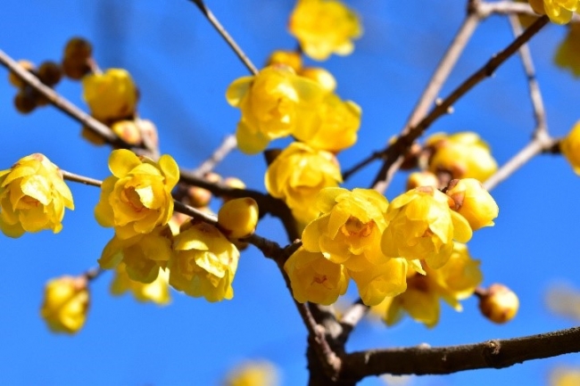 f:id:gotoshikari:20211229143342j:plain