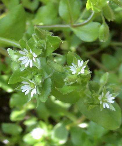 f:id:gotoshikari:20220108143312j:plain