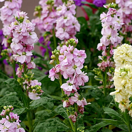 f:id:gotoshikari:20220109164255j:plain