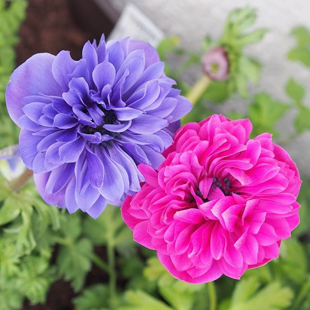 f:id:gotoshikari:20220208093844j:plain
