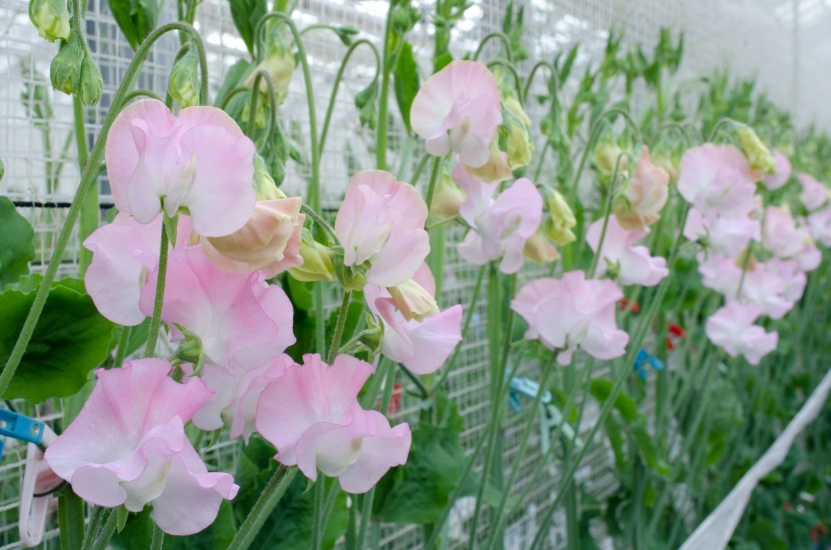 f:id:gotoshikari:20220319102846j:plain