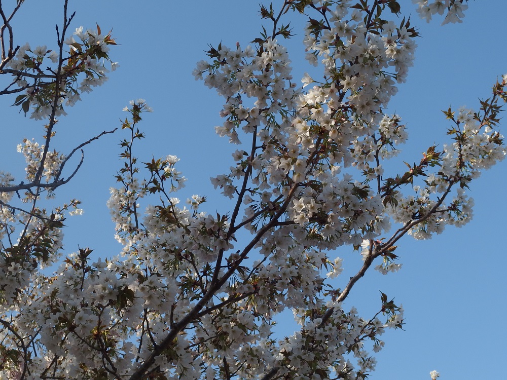 f:id:gotoshikari:20220331140523j:plain