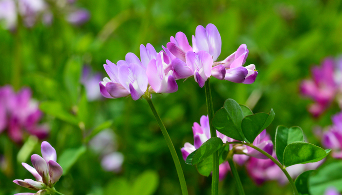 f:id:gotoshikari:20220407112001p:plain
