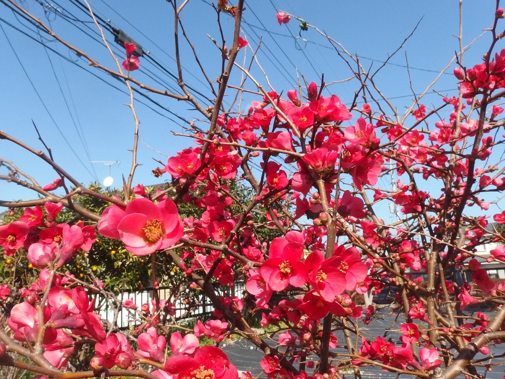 f:id:gotoshikari:20220417141346j:plain