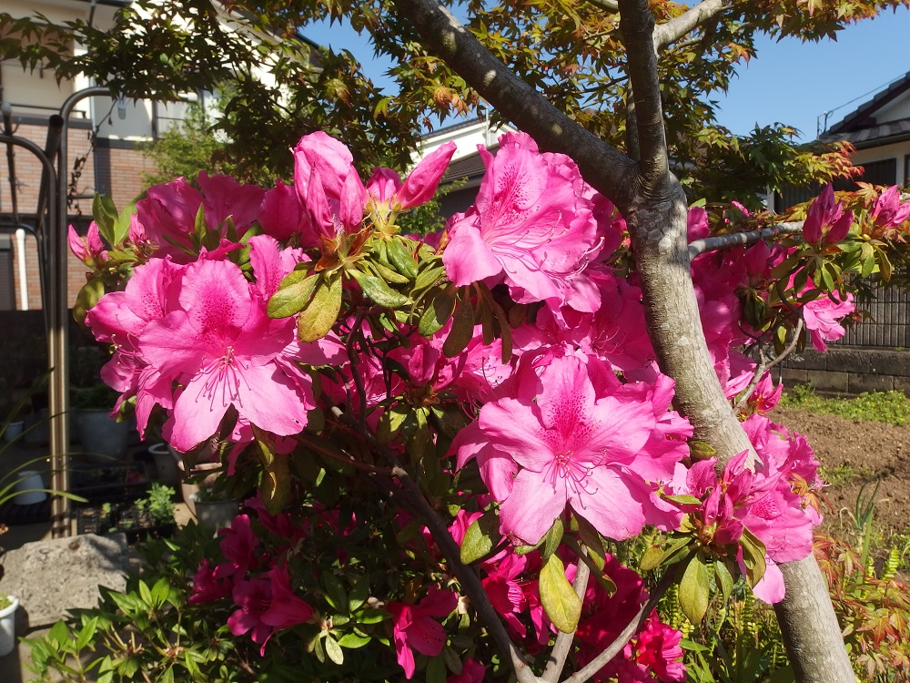 f:id:gotoshikari:20220417141615j:plain