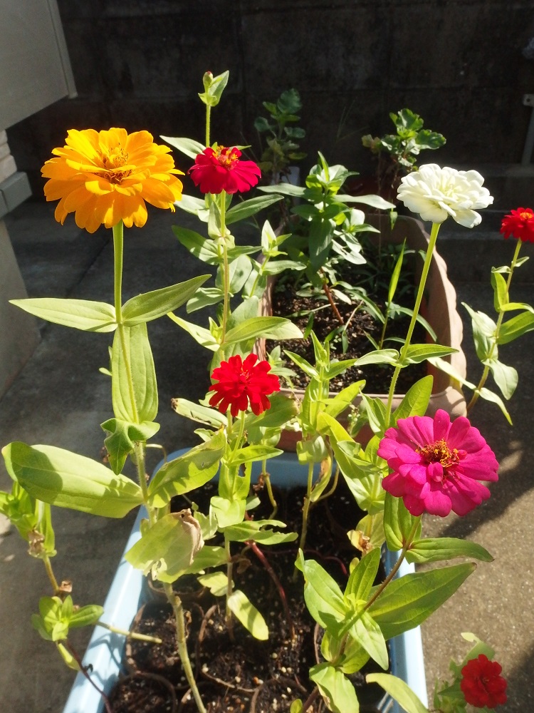f:id:gotoshikari:20220417141730j:plain