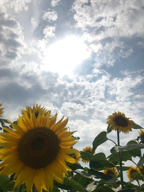 f:id:gotoshin_terumi:20190725143027j:plain f:id:gotoshin_terumi:20190725143027j:plain