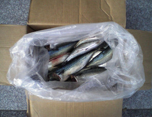 f:id:gotouma:20050619172354j:plain