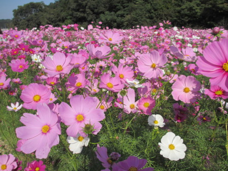 f:id:gotouma:20121021132439j:image f:id:gotouma:20121021132439j:image