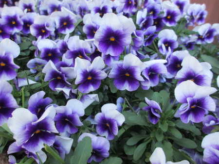 f:id:gotouma:20130427170758j:image f:id:gotouma:20130427170758j:image
