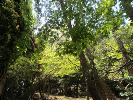 f:id:gotouma:20130503125546j:image