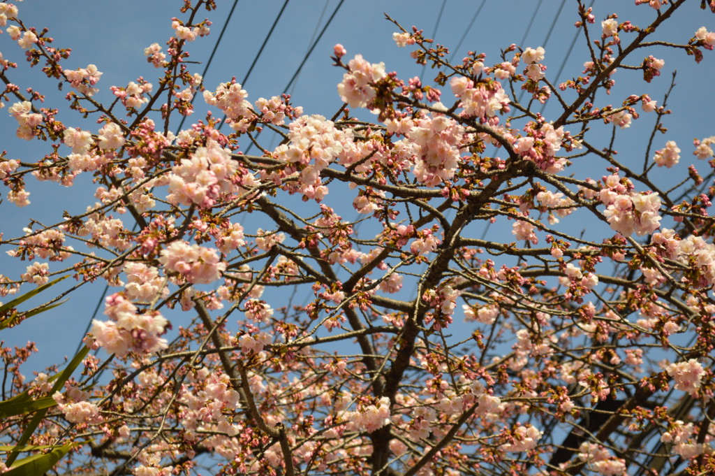 f:id:gotouma:20170312115735j:plain