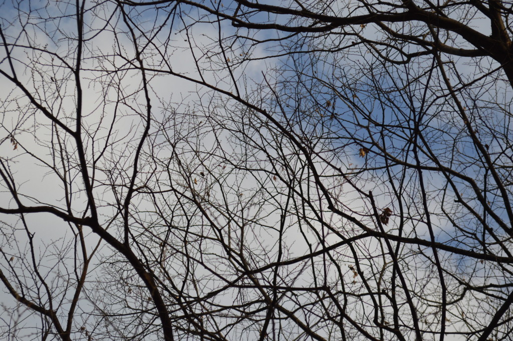 f:id:gotouma:20170312162034j:plain