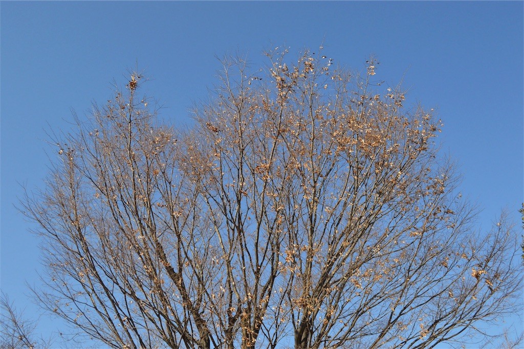 f:id:gotouma:20170507092606j:image