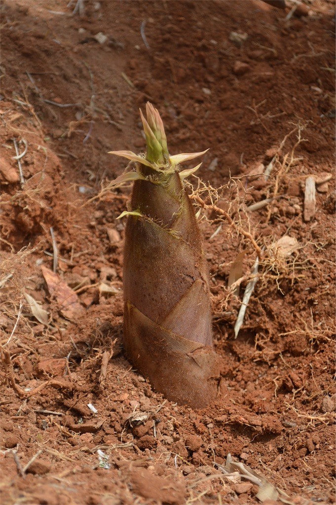 f:id:gotouma:20170509223036j:image