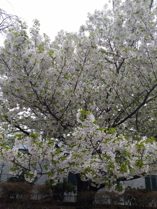f:id:gotuteki:20190401050347j:plain