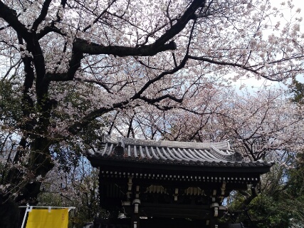 f:id:gotuteki:20190401050625j:plain