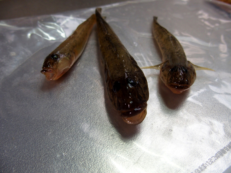 f:id:gouju:20160924220909j:plain