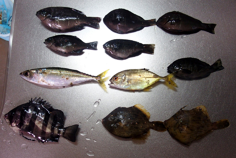 f:id:gouju:20161008223323j:plain