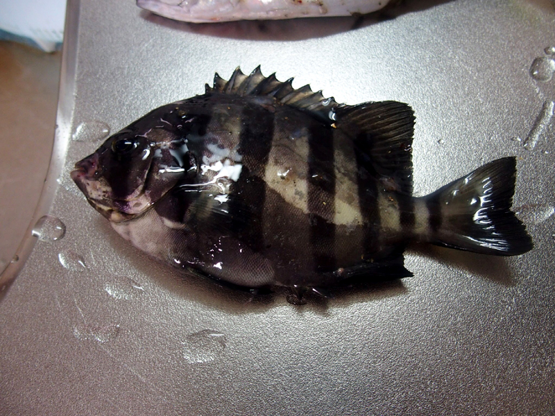 f:id:gouju:20161008223652j:plain