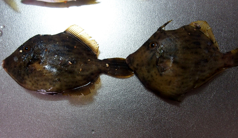 f:id:gouju:20161008223734j:plain