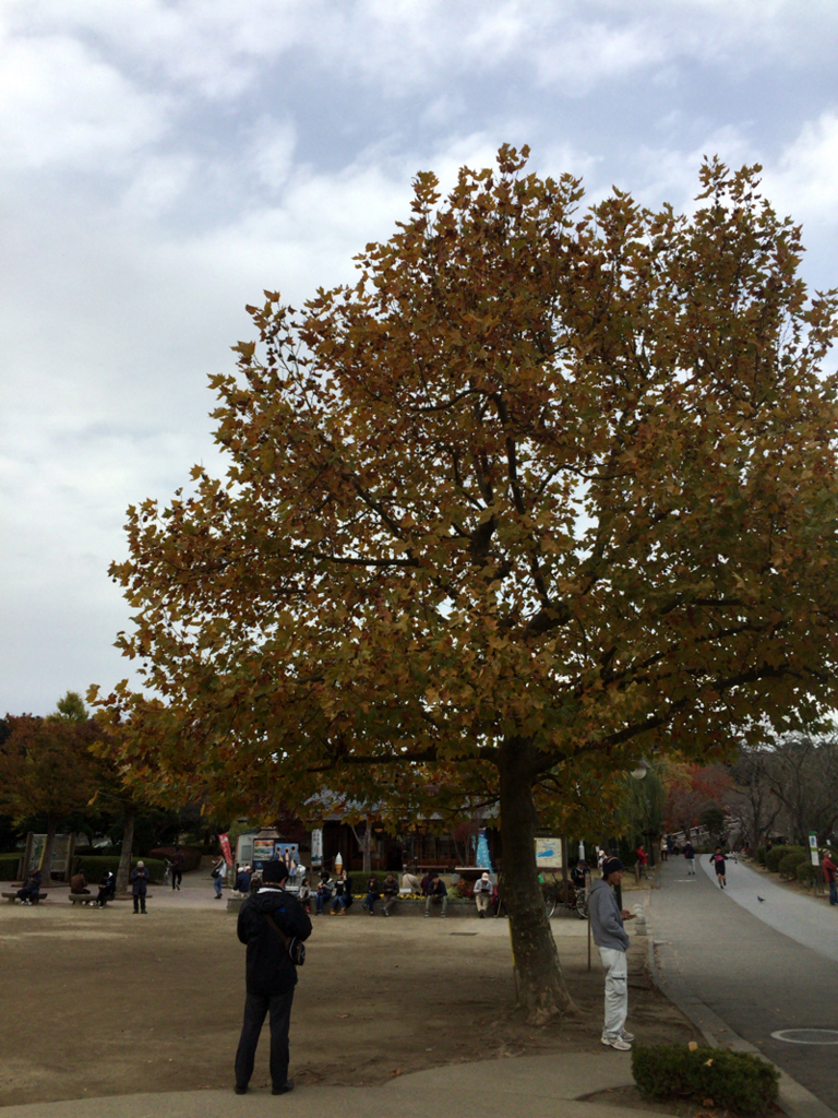 f:id:gouju:20161110222227j:plain