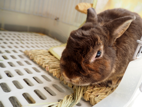 f:id:gouju:20171206161149j:plain f:id:gouju:20171206161149j:plain