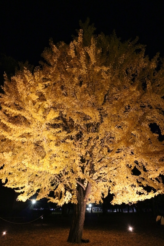 f:id:gouju:20201123141608j:plain