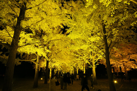 f:id:gouju:20201123142537j:plain