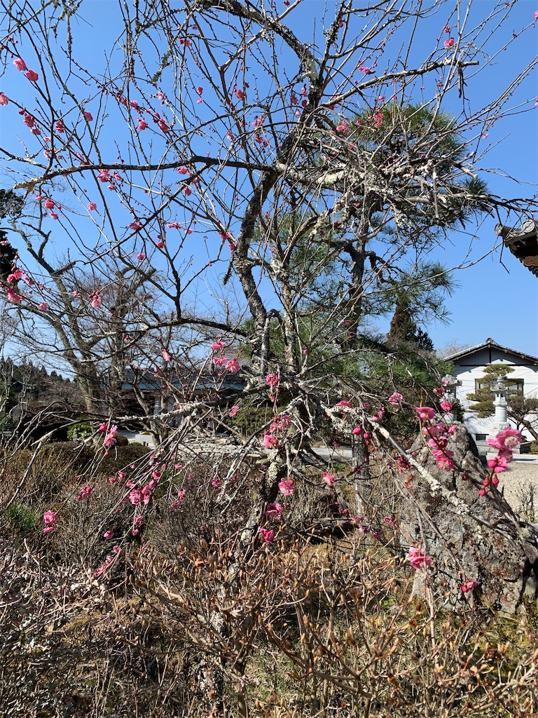 f:id:goukakuigakubu:20210310152508j:image