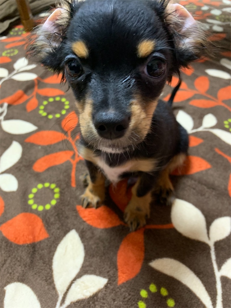 f:id:goukakuigakubu:20210410130939j:image