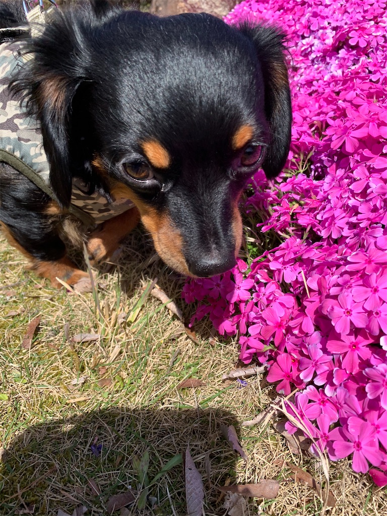 f:id:goukakuigakubu:20210412144344j:image