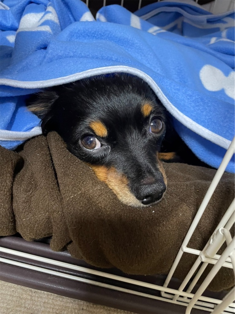 f:id:goukakuigakubu:20211003125534j:image f:id:goukakuigakubu:20211003125534j:image